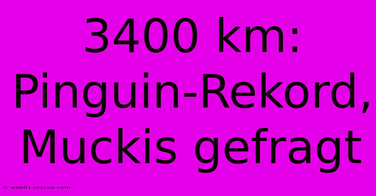 3400 Km: Pinguin-Rekord, Muckis Gefragt