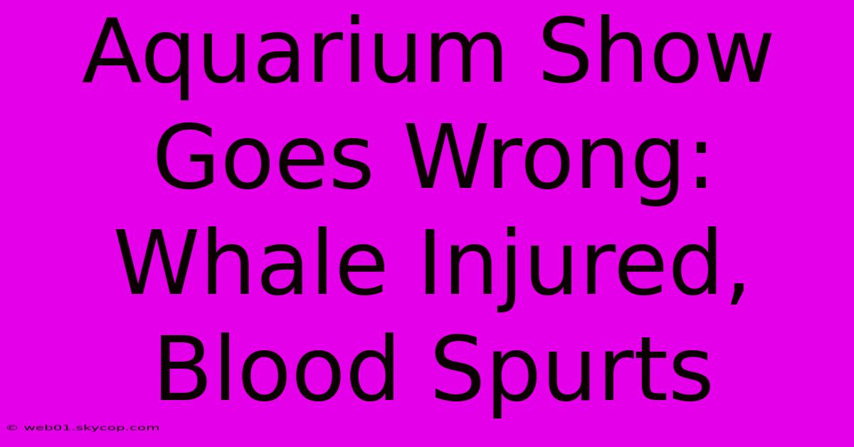 Aquarium Show Goes Wrong: Whale Injured, Blood Spurts 