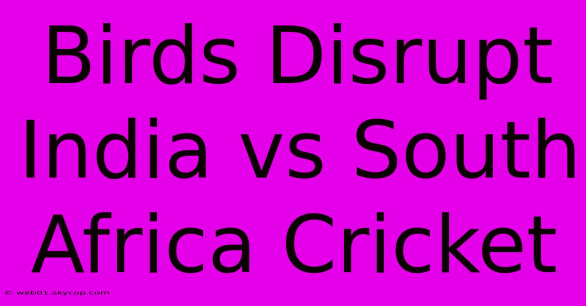 Birds Disrupt India Vs South Africa Cricket 