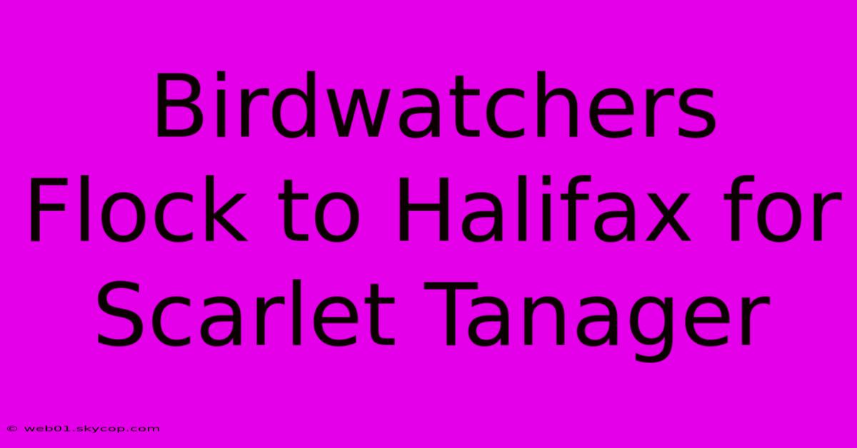 Birdwatchers Flock To Halifax For Scarlet Tanager