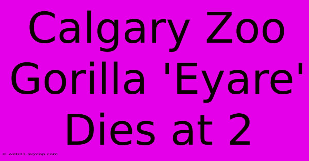 Calgary Zoo Gorilla 'Eyare' Dies At 2