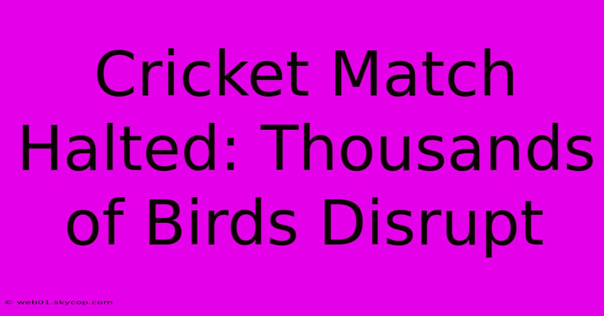 Cricket Match Halted: Thousands Of Birds Disrupt