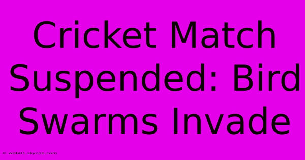 Cricket Match Suspended: Bird Swarms Invade