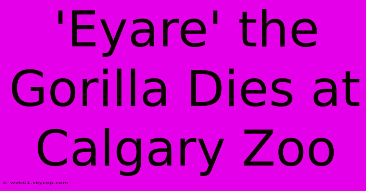 'Eyare' The Gorilla Dies At Calgary Zoo