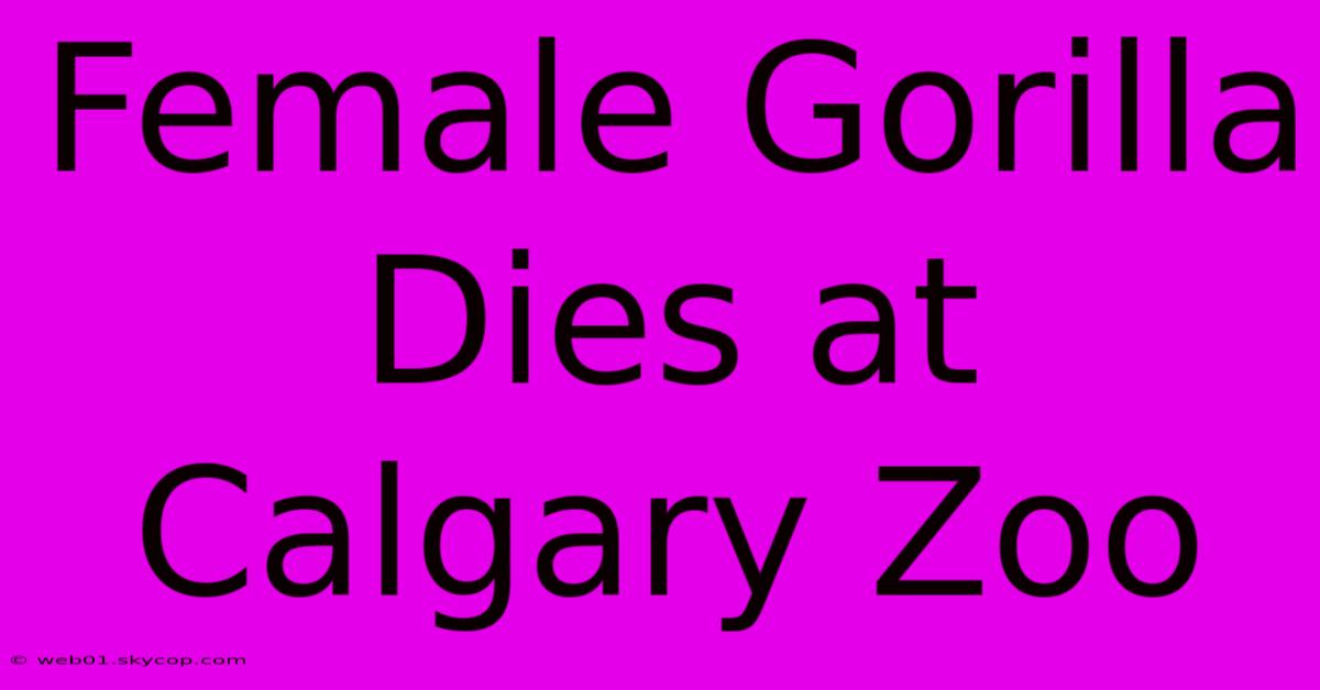 Female Gorilla Dies At Calgary Zoo