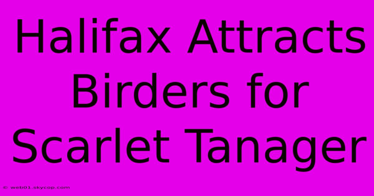 Halifax Attracts Birders For Scarlet Tanager