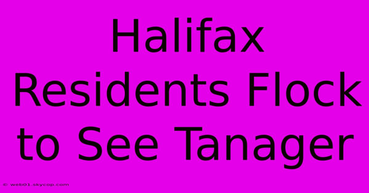 Halifax Residents Flock To See Tanager