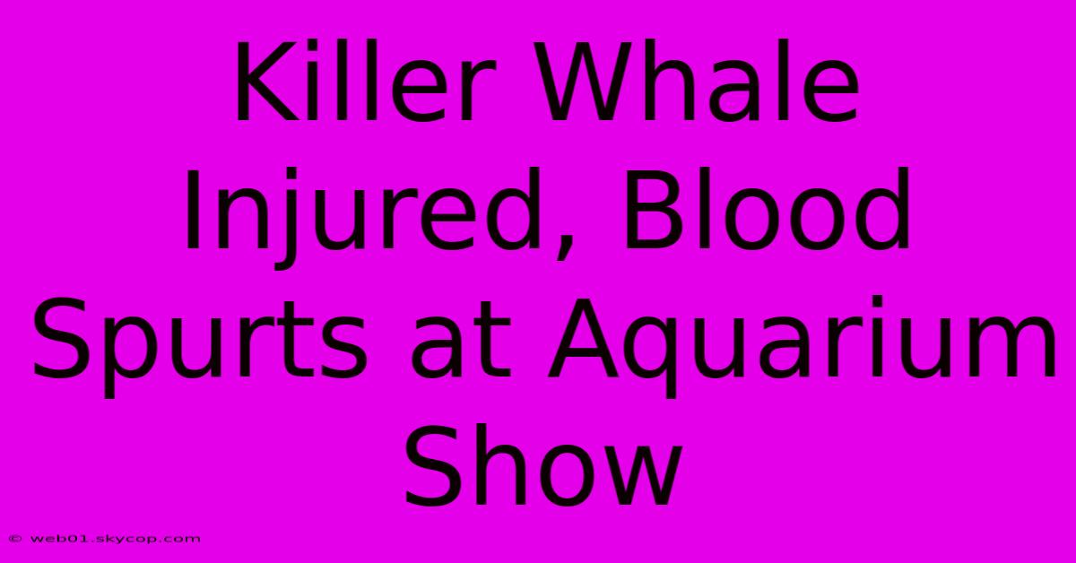 Killer Whale Injured, Blood Spurts At Aquarium Show