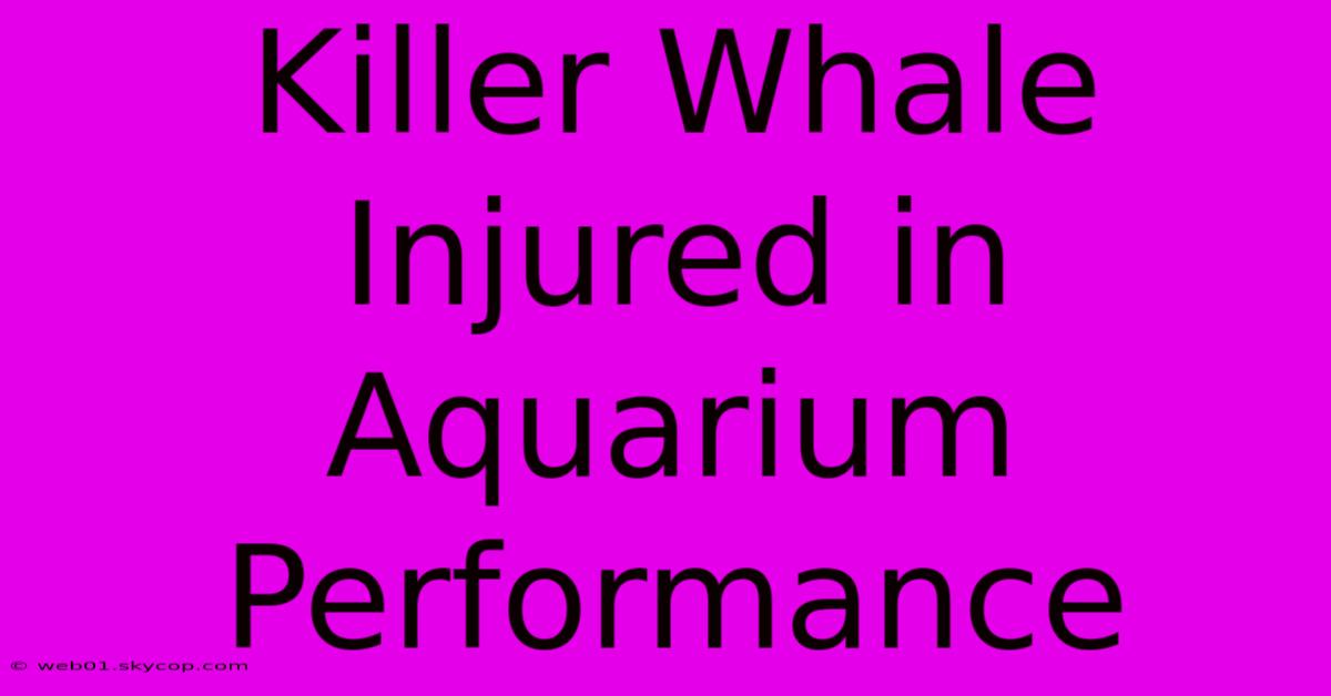 Killer Whale Injured In Aquarium Performance