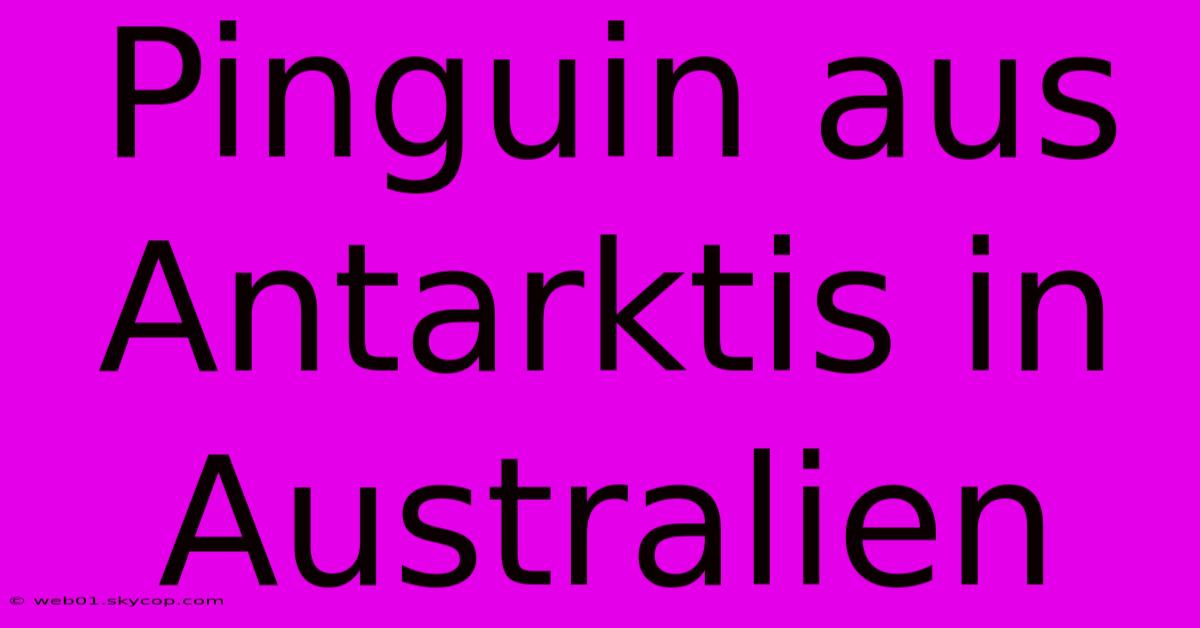 Pinguin Aus Antarktis In Australien 