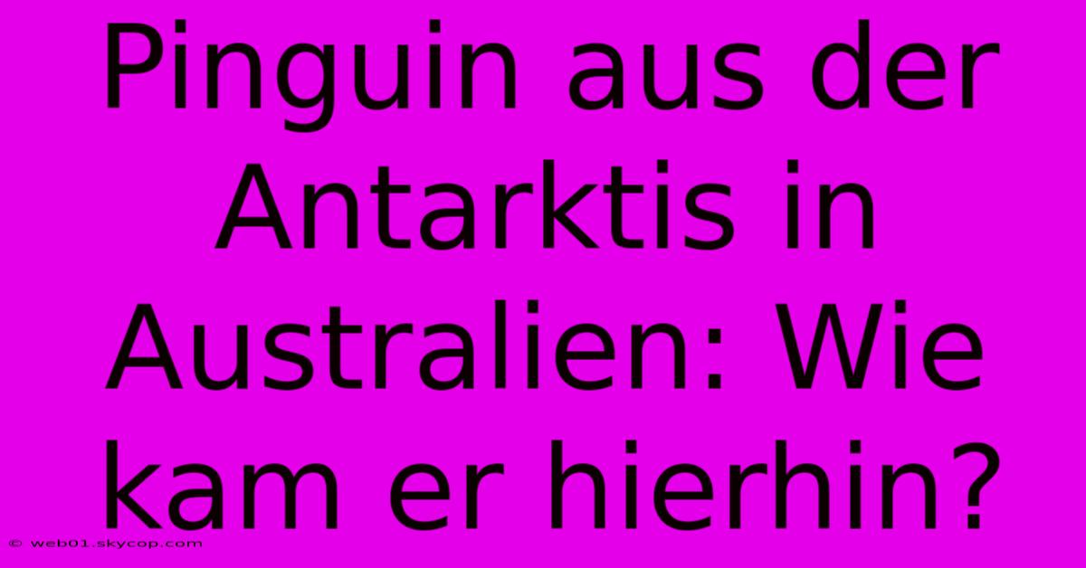 Pinguin Aus Der Antarktis In Australien: Wie Kam Er Hierhin? 