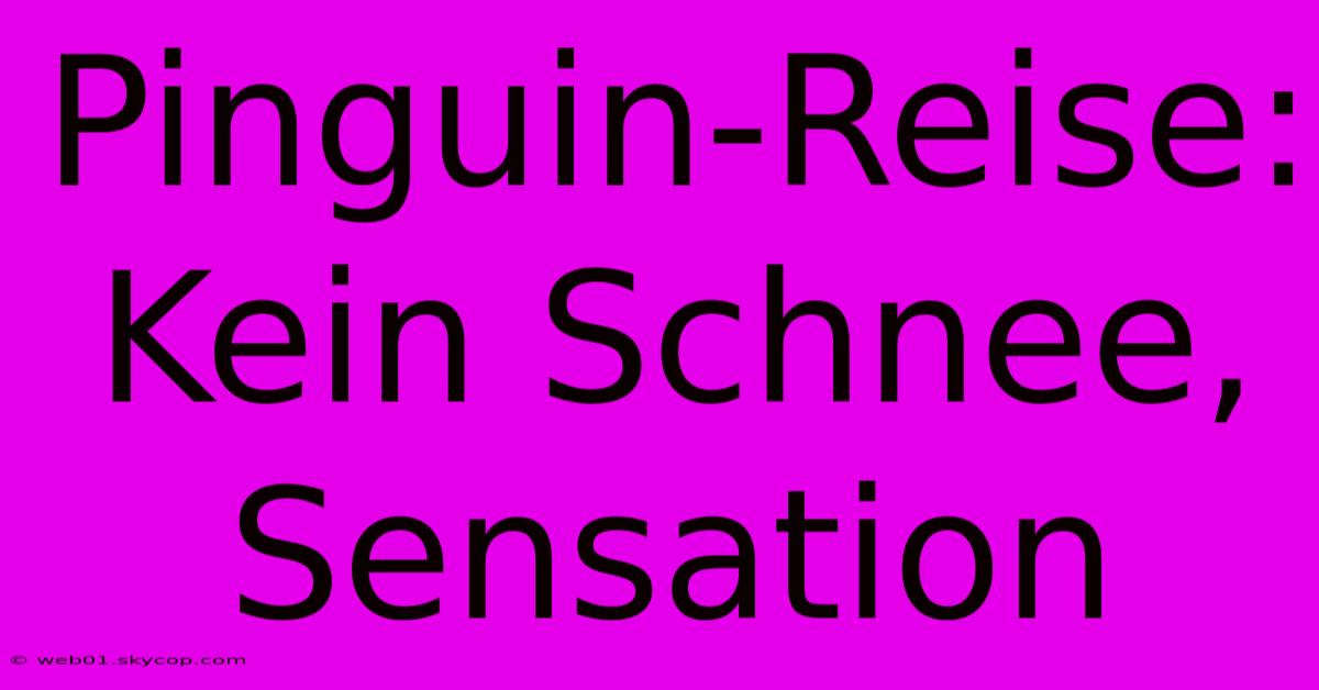 Pinguin-Reise:  Kein Schnee, Sensation