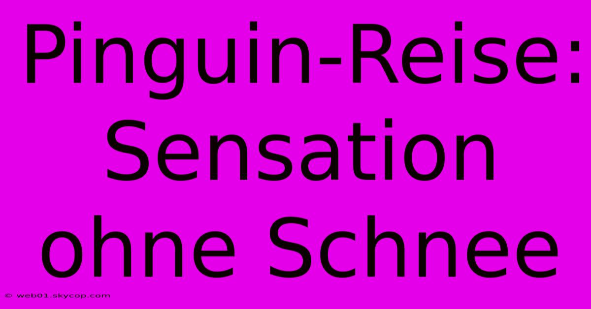 Pinguin-Reise: Sensation Ohne Schnee