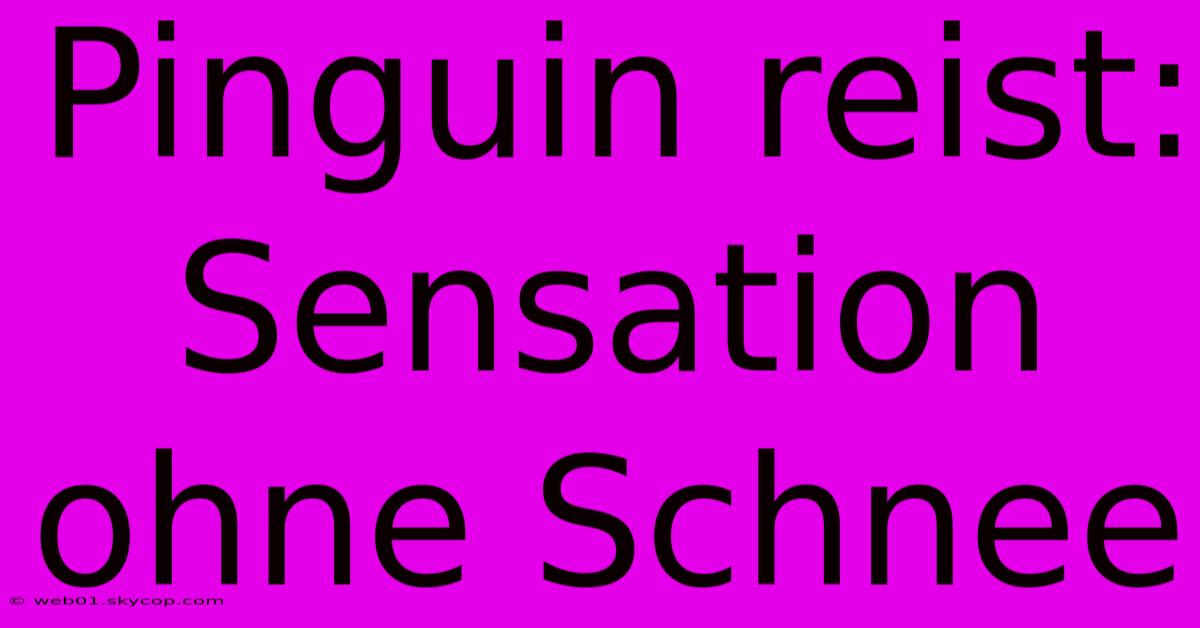 Pinguin Reist:  Sensation Ohne Schnee