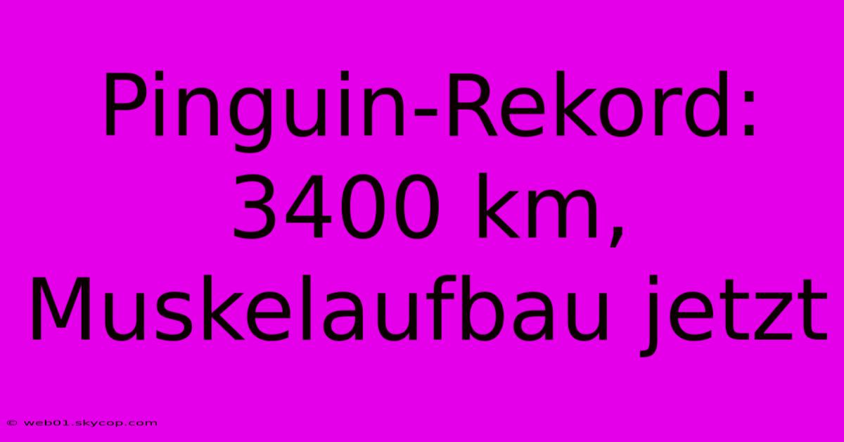 Pinguin-Rekord: 3400 Km, Muskelaufbau Jetzt