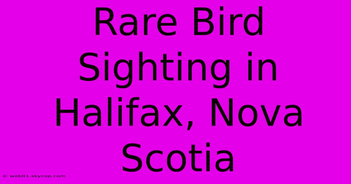 Rare Bird Sighting In Halifax, Nova Scotia 