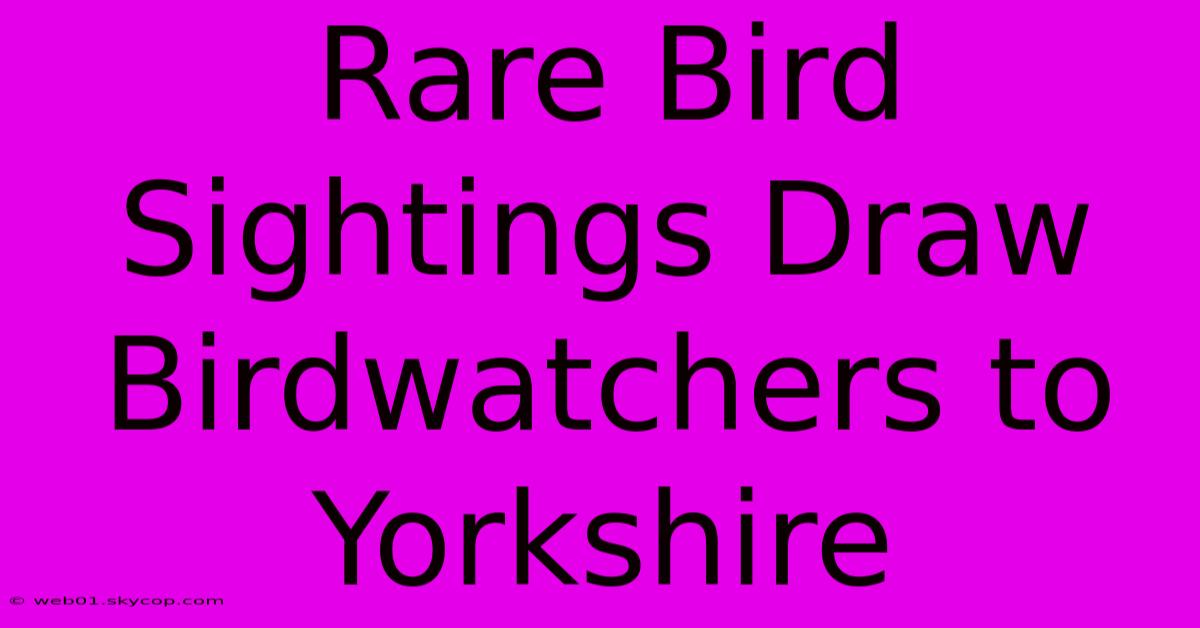 Rare Bird Sightings Draw Birdwatchers To Yorkshire