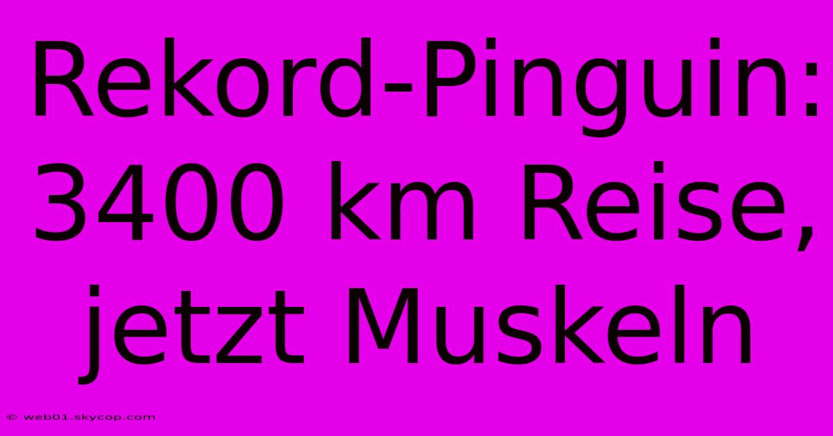 Rekord-Pinguin: 3400 Km Reise, Jetzt Muskeln