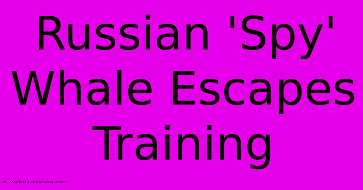 Russian 'Spy' Whale Escapes Training