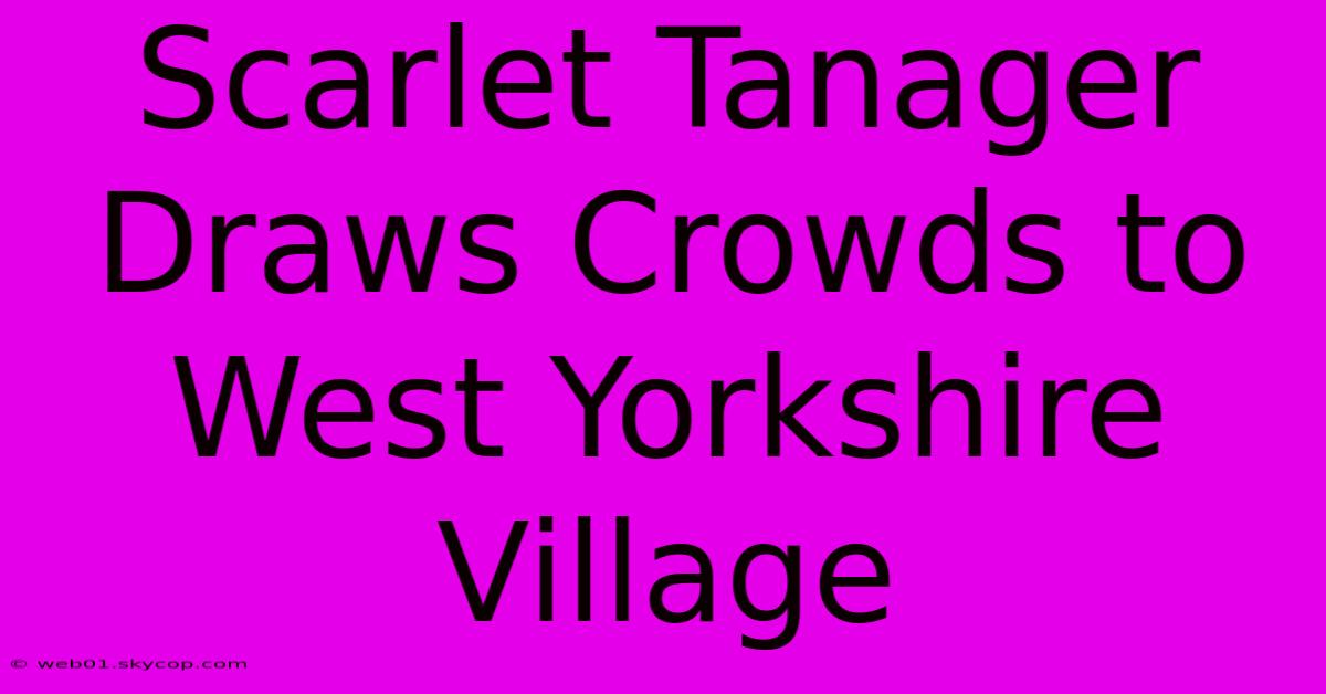 Scarlet Tanager Draws Crowds To West Yorkshire Village