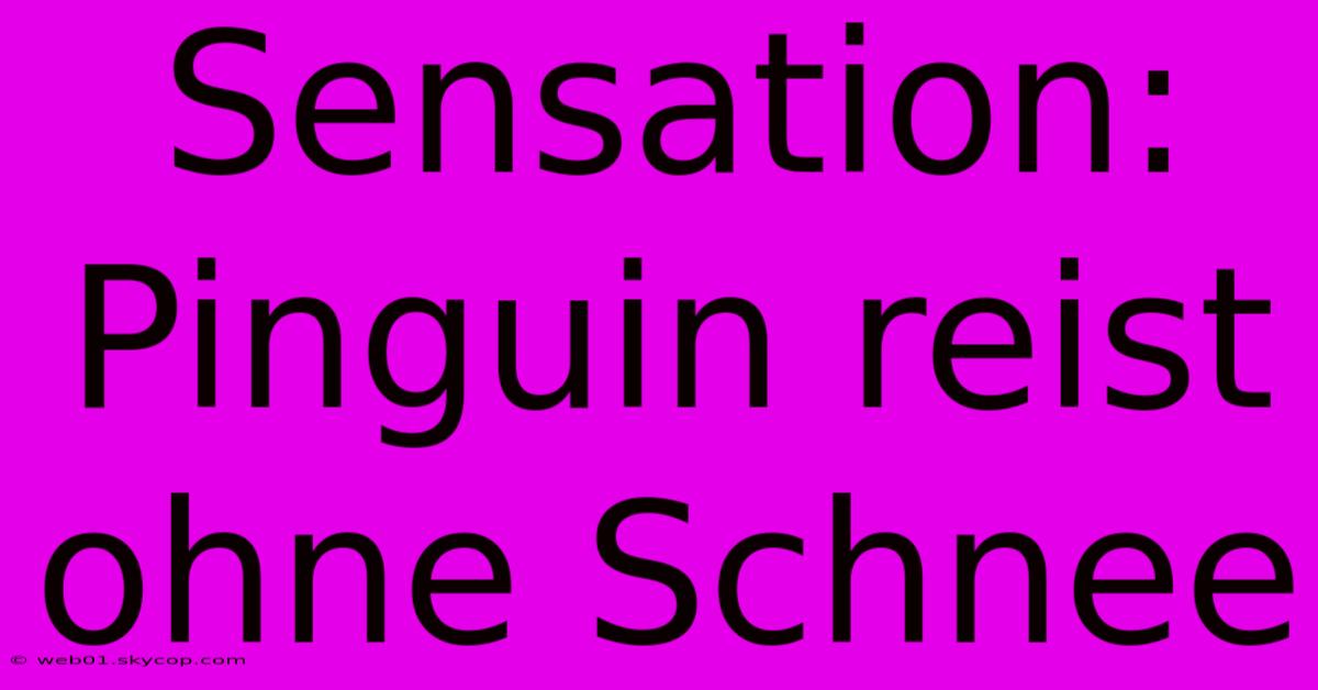 Sensation: Pinguin Reist Ohne Schnee