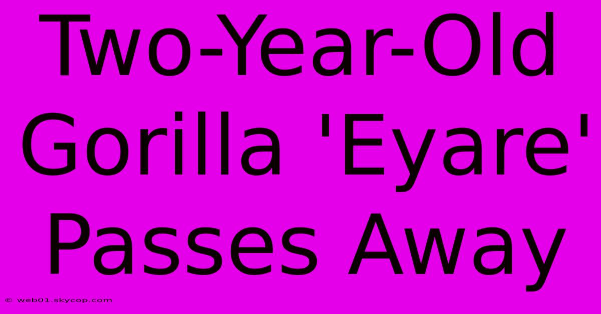 Two-Year-Old Gorilla 'Eyare' Passes Away 