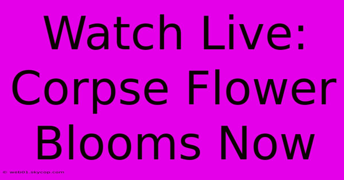 Watch Live: Corpse Flower Blooms Now