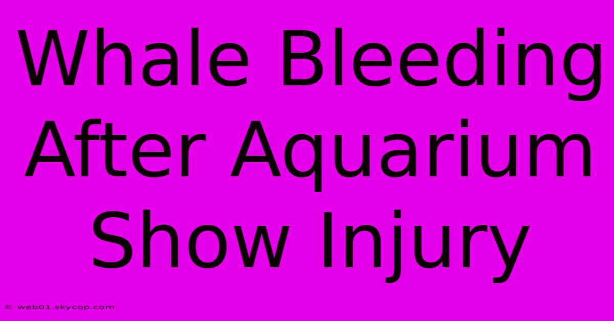 Whale Bleeding After Aquarium Show Injury