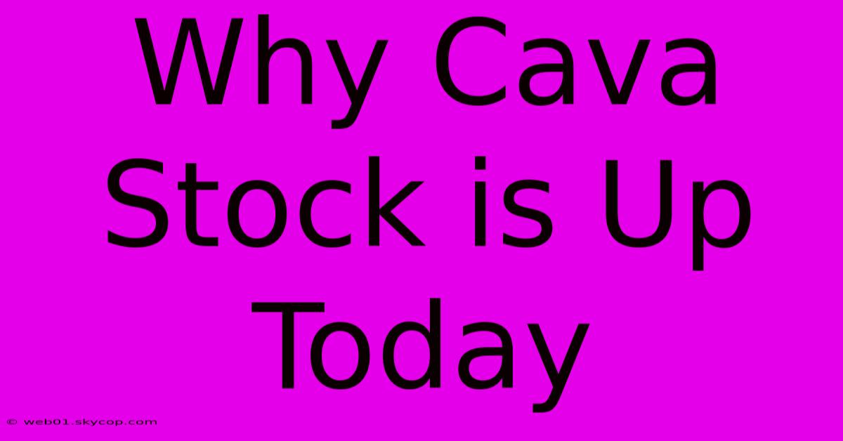 Why Cava Stock Is Up Today 