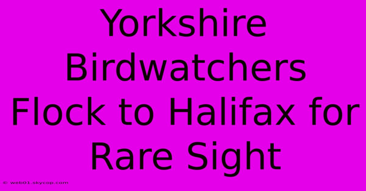 Yorkshire Birdwatchers Flock To Halifax For Rare Sight 